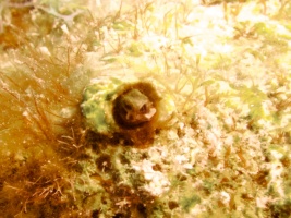 Blenny IMG 7067